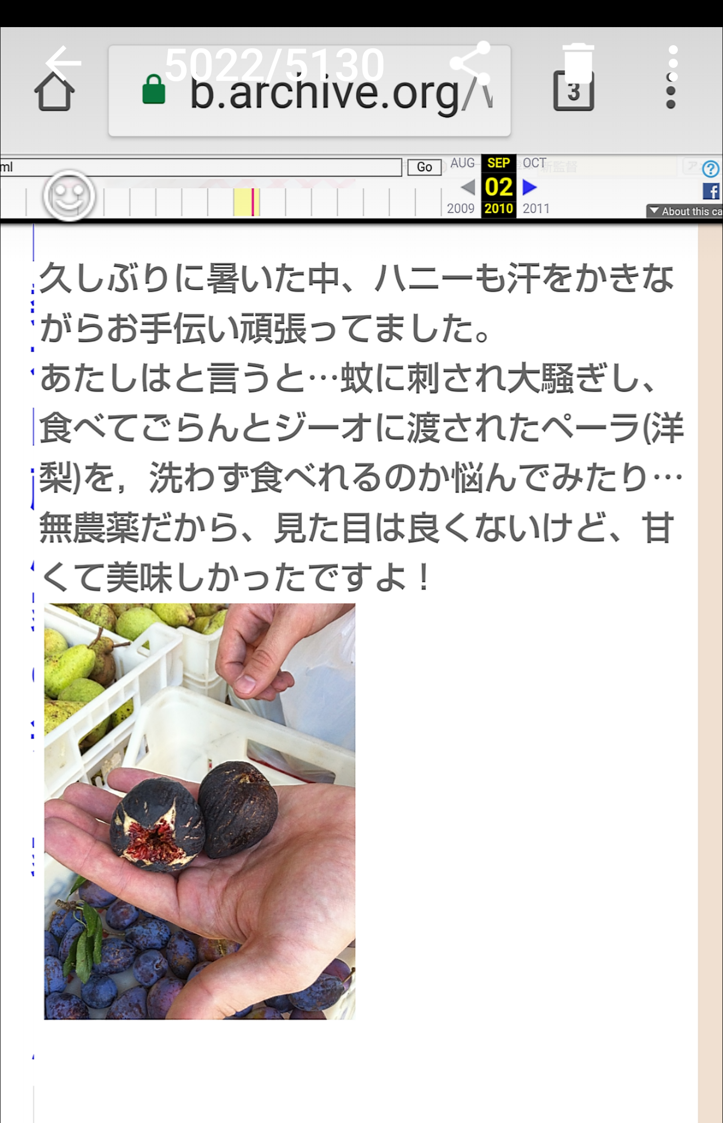 夏は帽子派ですか日傘派ですか?
