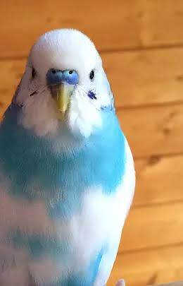 水色好きな人が集まるトピ