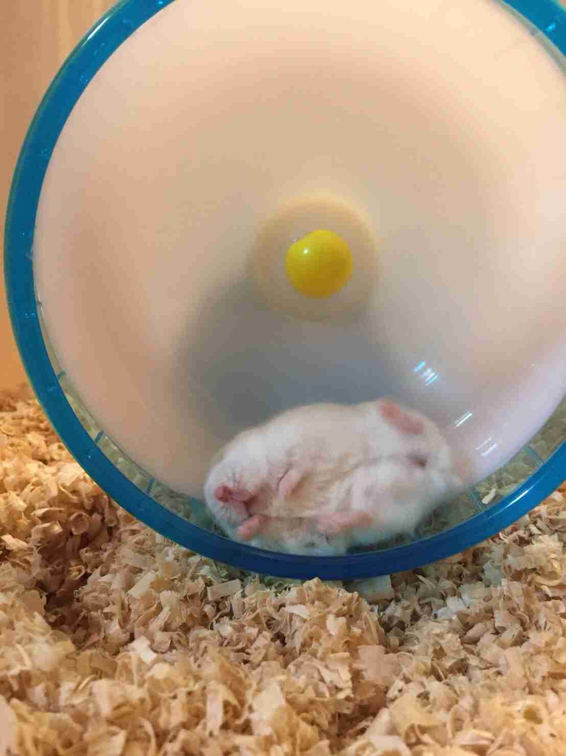 色々なハムスターが見たい