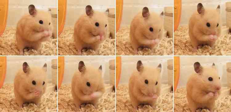 色々なハムスターが見たい