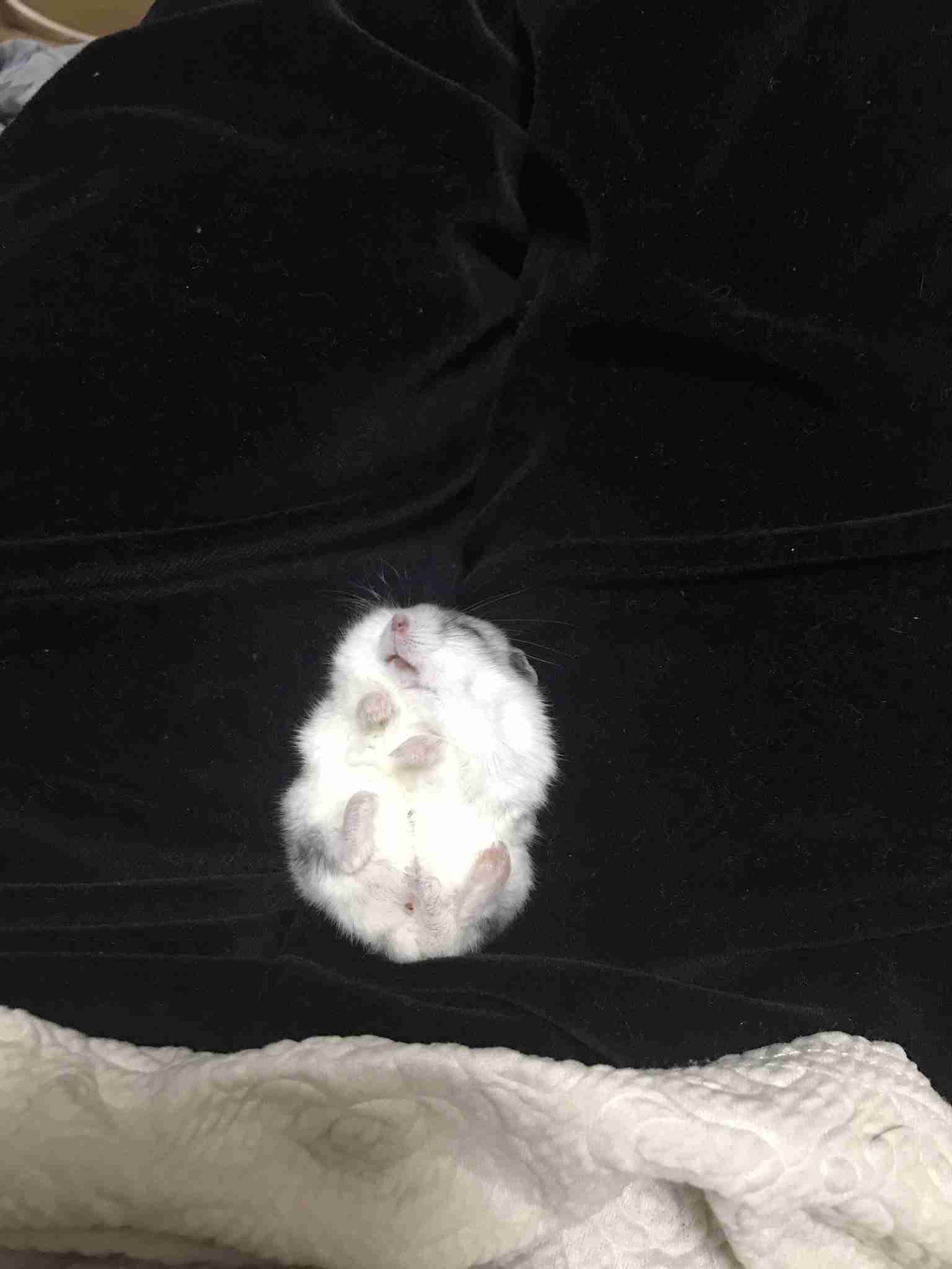 色々なハムスターが見たい