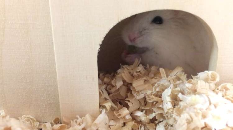 色々なハムスターが見たい