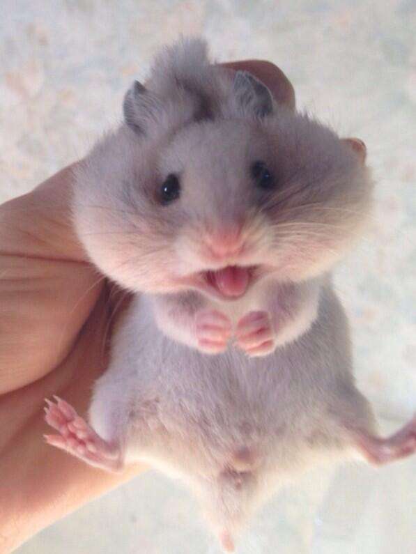 色々なハムスターが見たい