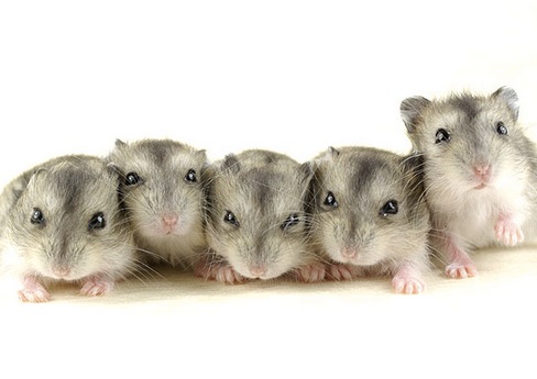 色々なハムスターが見たい