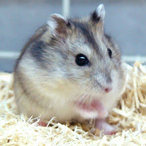 色々なハムスターが見たい