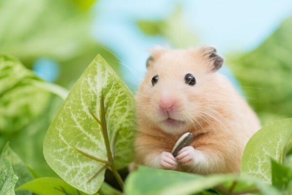 色々なハムスターが見たい