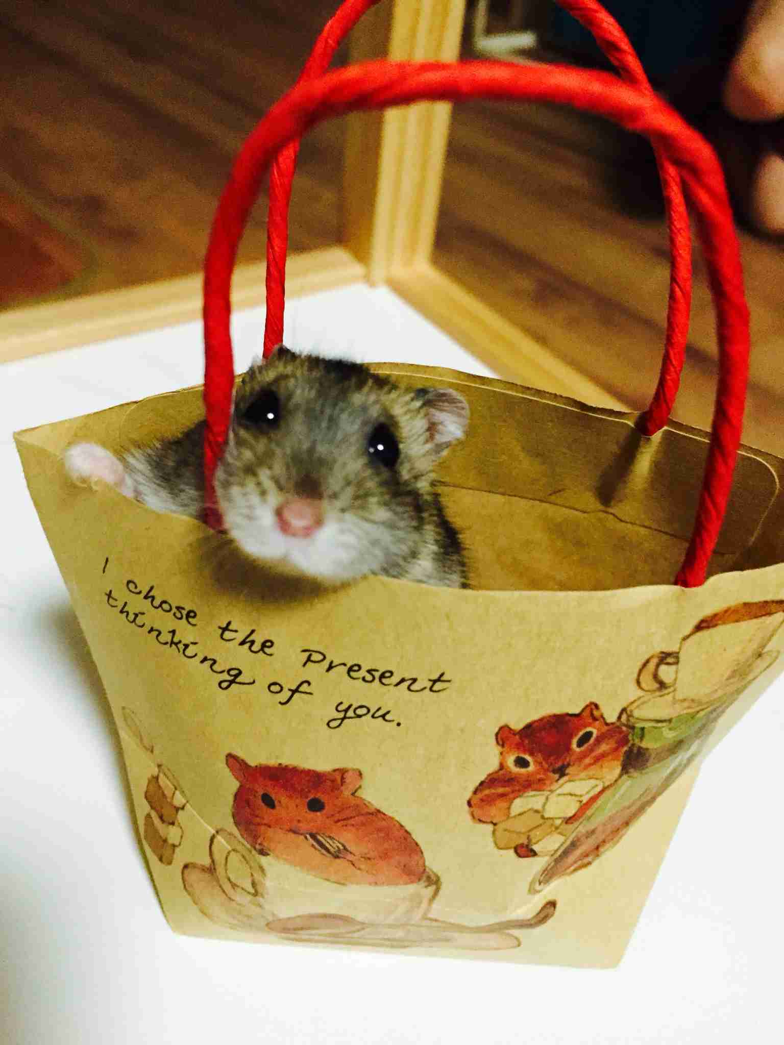 色々なハムスターが見たい