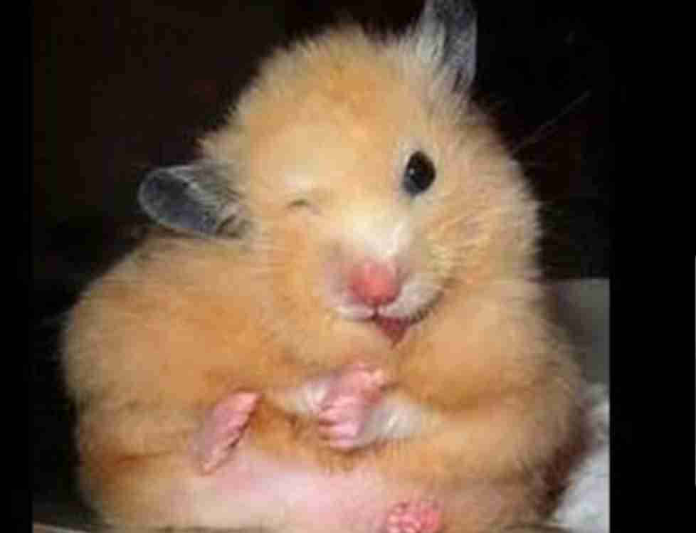 色々なハムスターが見たい