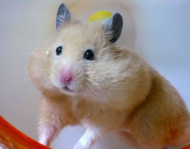 色々なハムスターが見たい