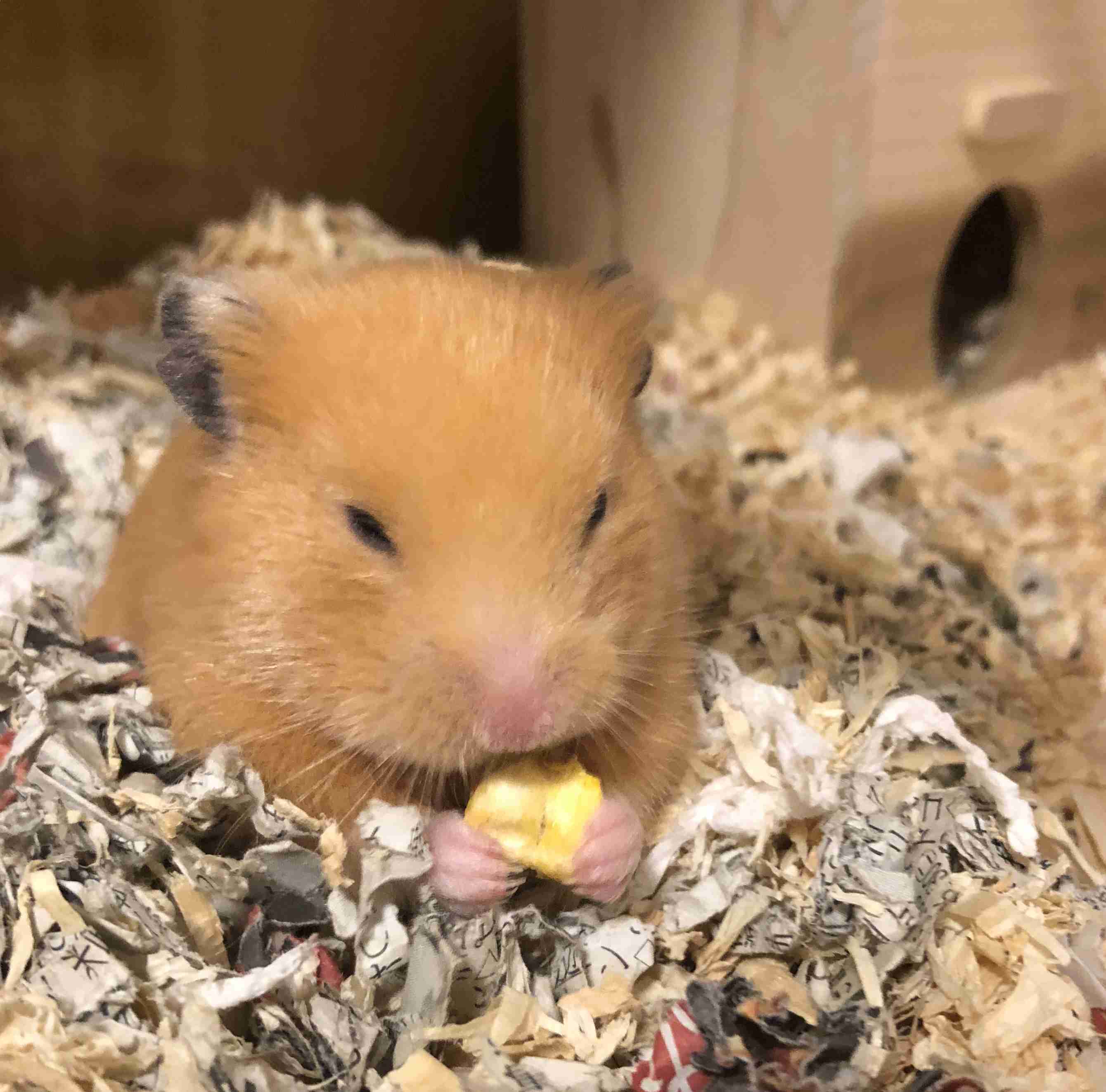 色々なハムスターが見たい