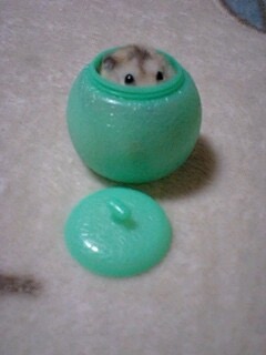 色々なハムスターが見たい