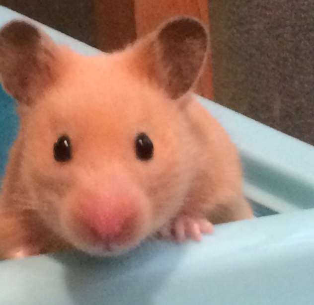 色々なハムスターが見たい