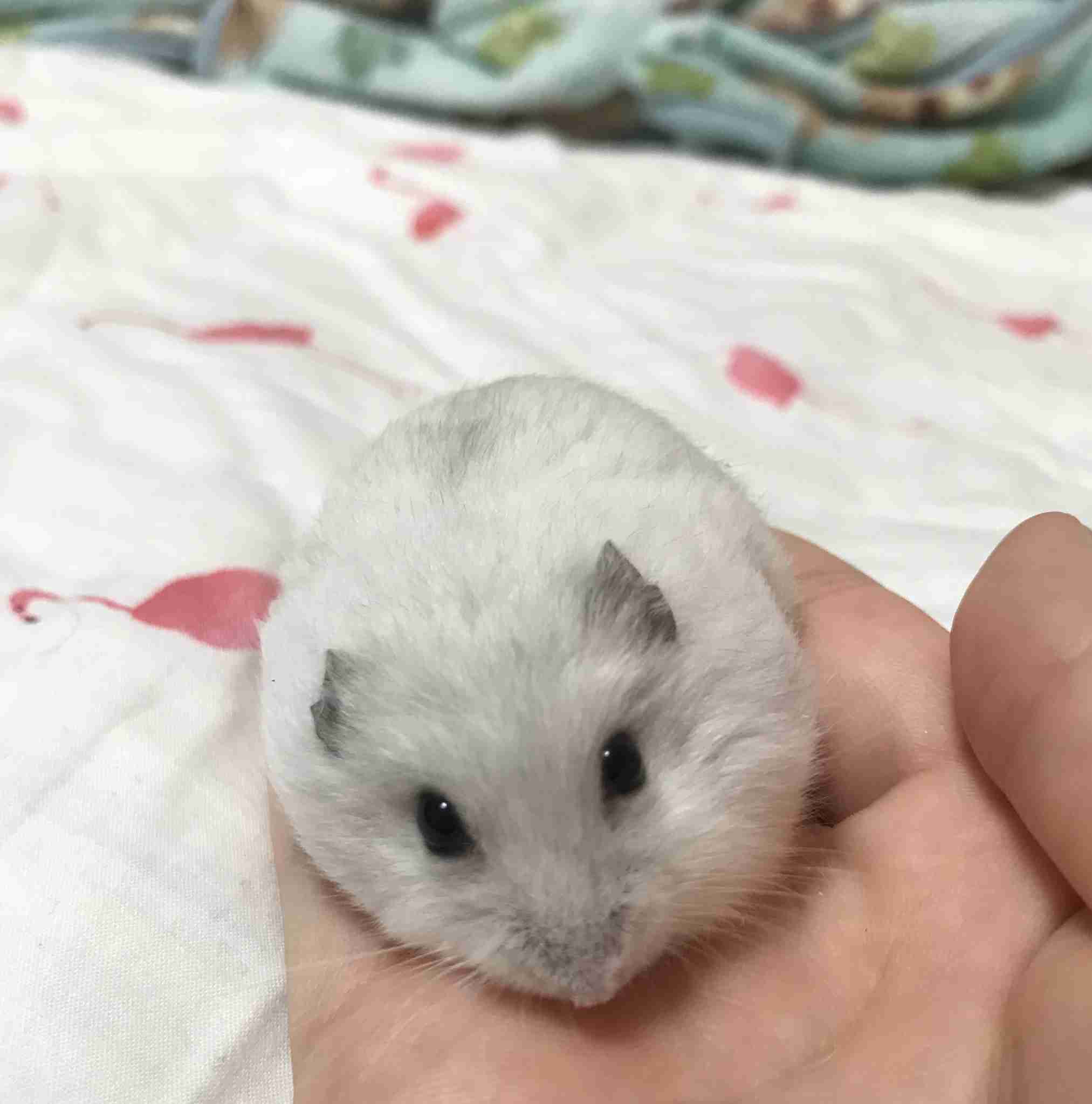 色々なハムスターが見たい