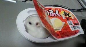 色々なハムスターが見たい