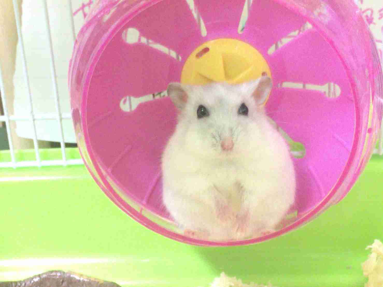 色々なハムスターが見たい