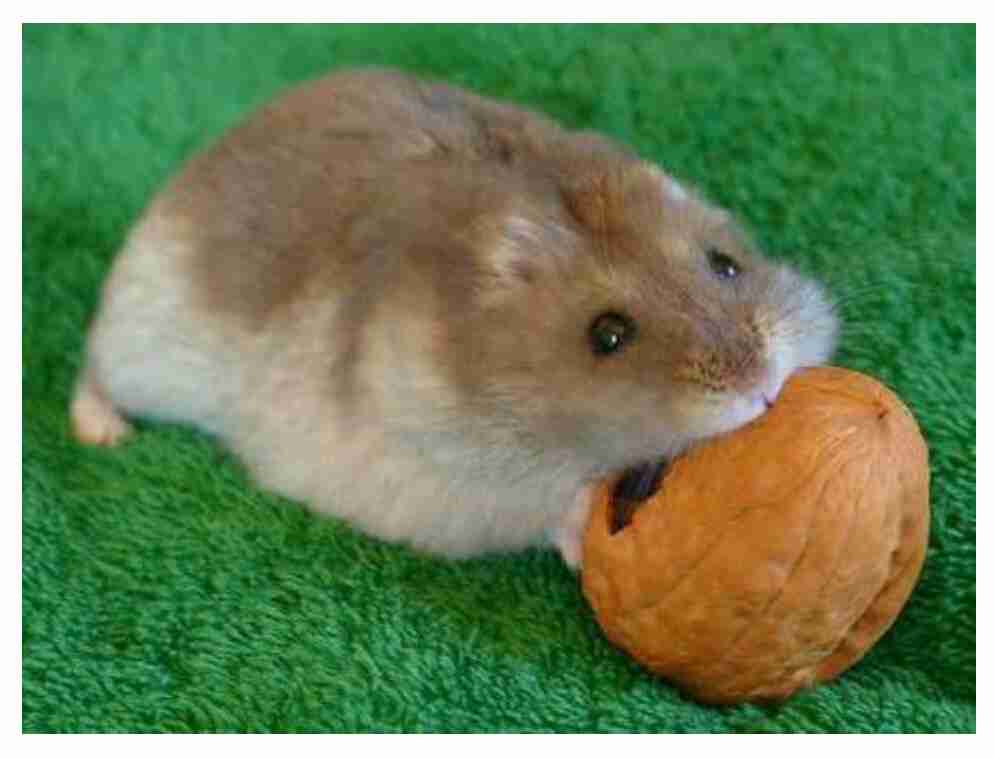 色々なハムスターが見たい