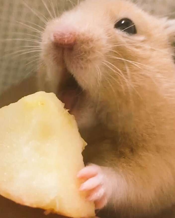 色々なハムスターが見たい