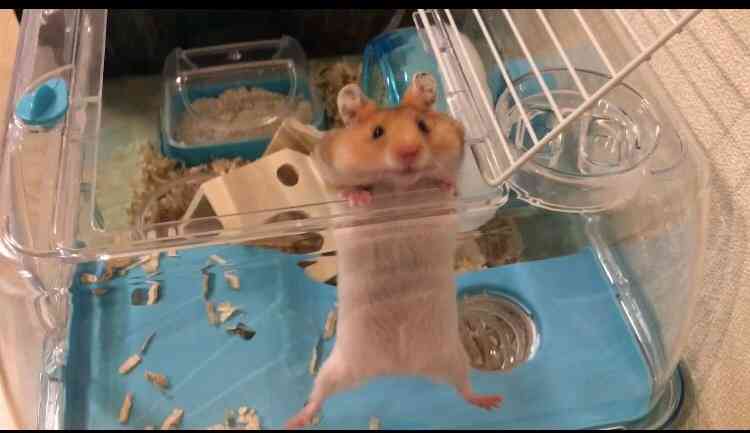 色々なハムスターが見たい