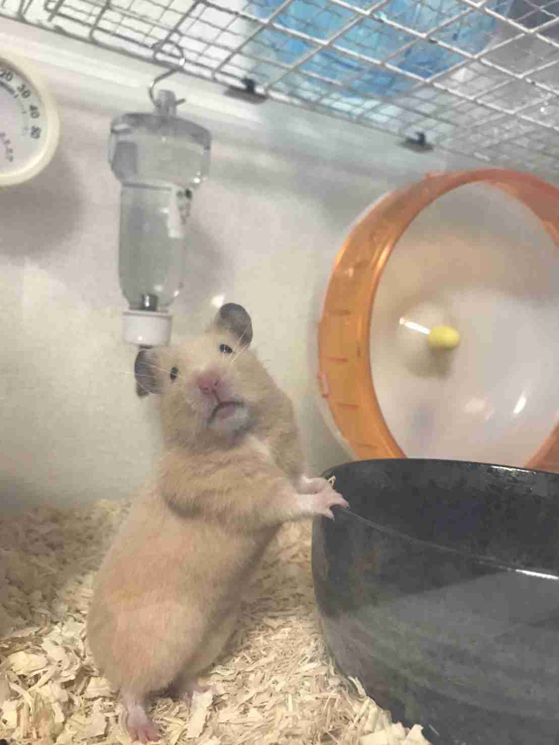 色々なハムスターが見たい