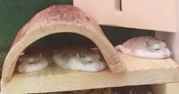 色々なハムスターが見たい