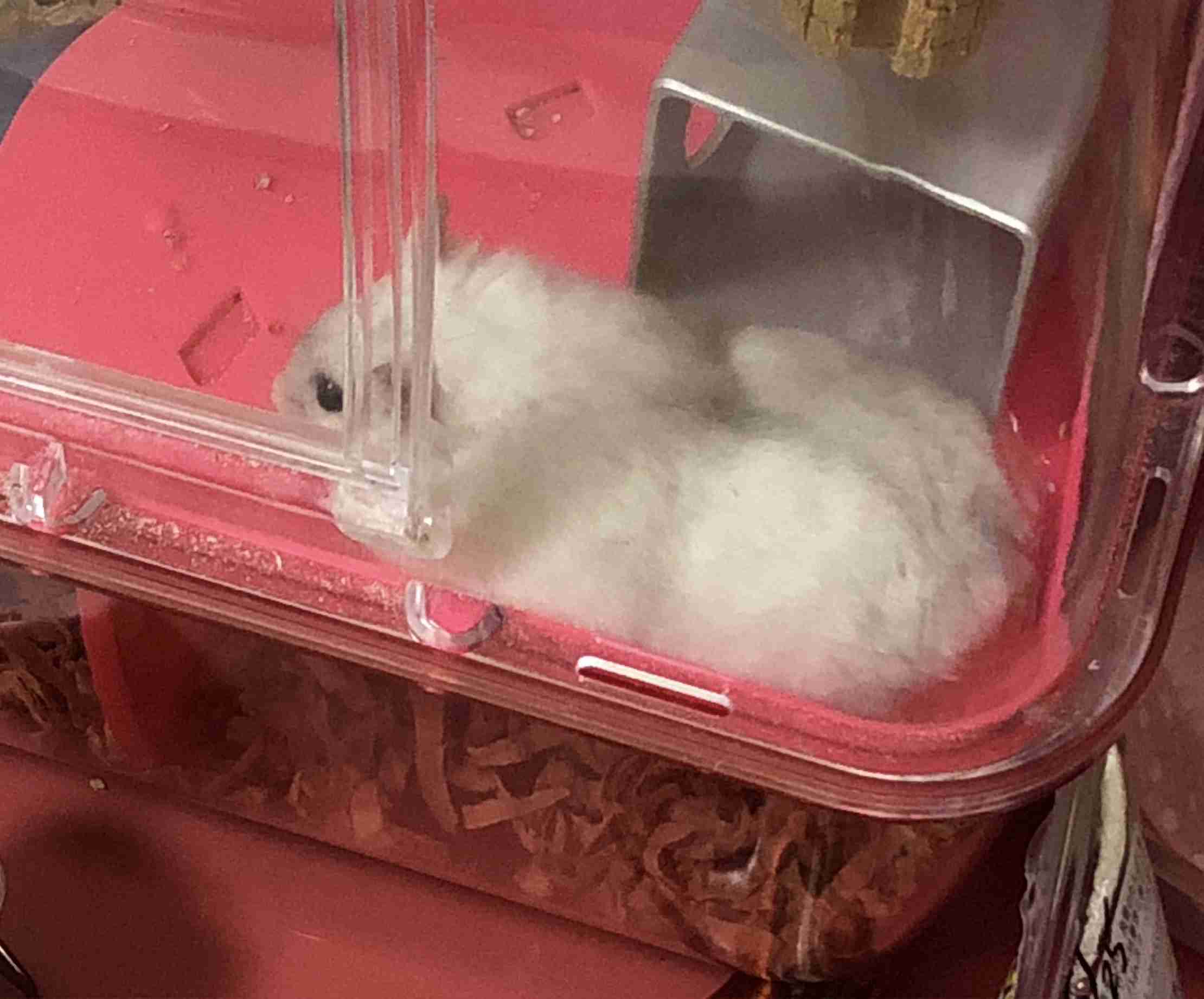 色々なハムスターが見たい