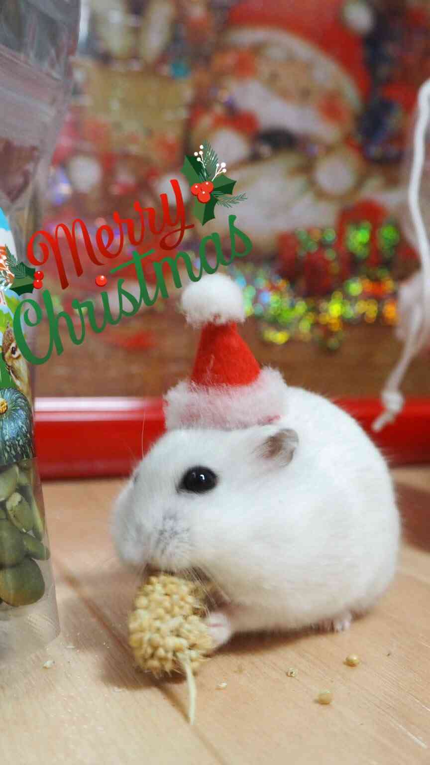 色々なハムスターが見たい