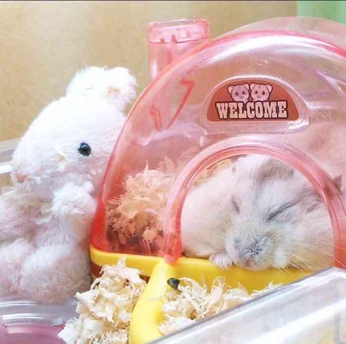 色々なハムスターが見たい