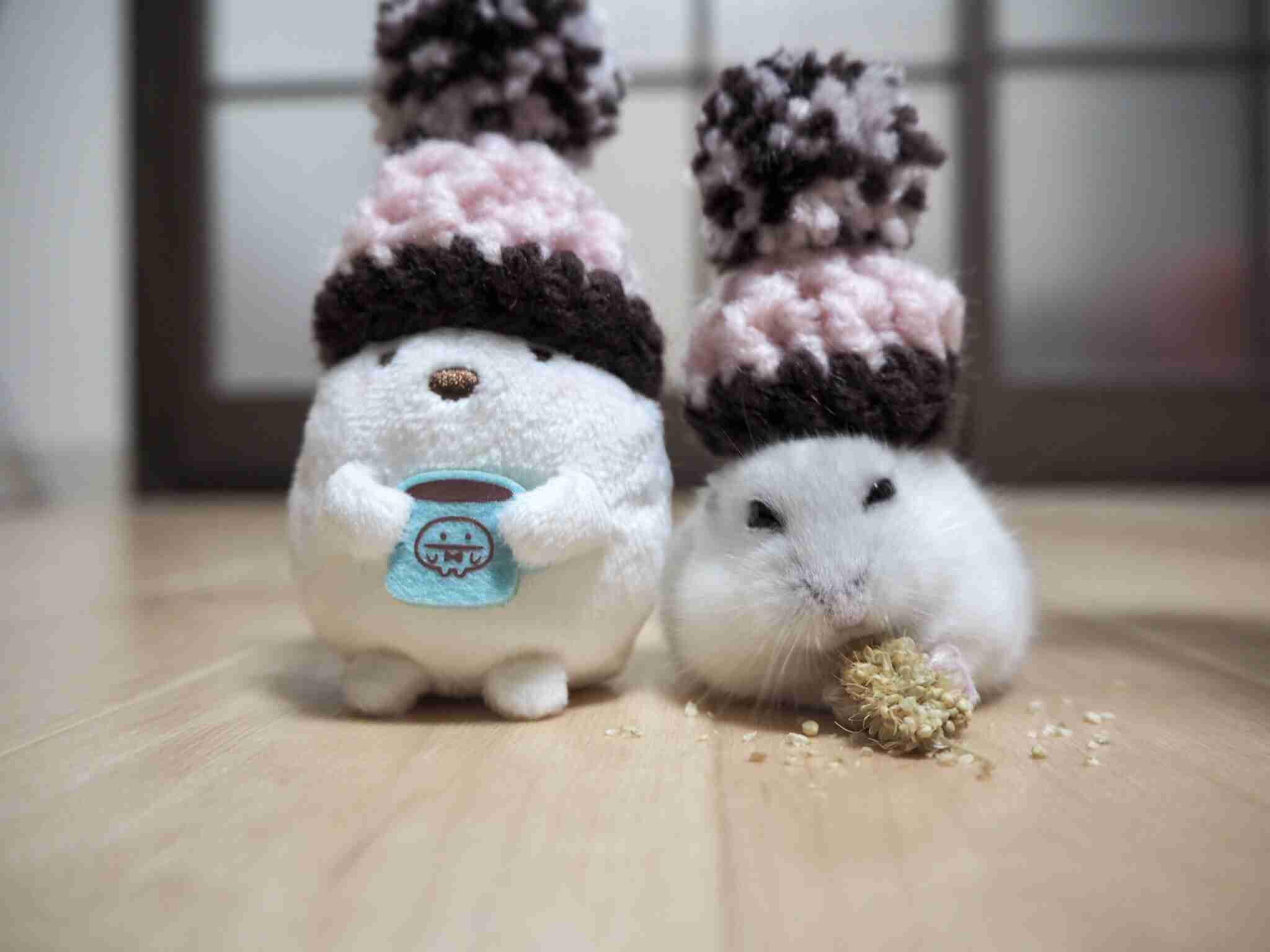 色々なハムスターが見たい