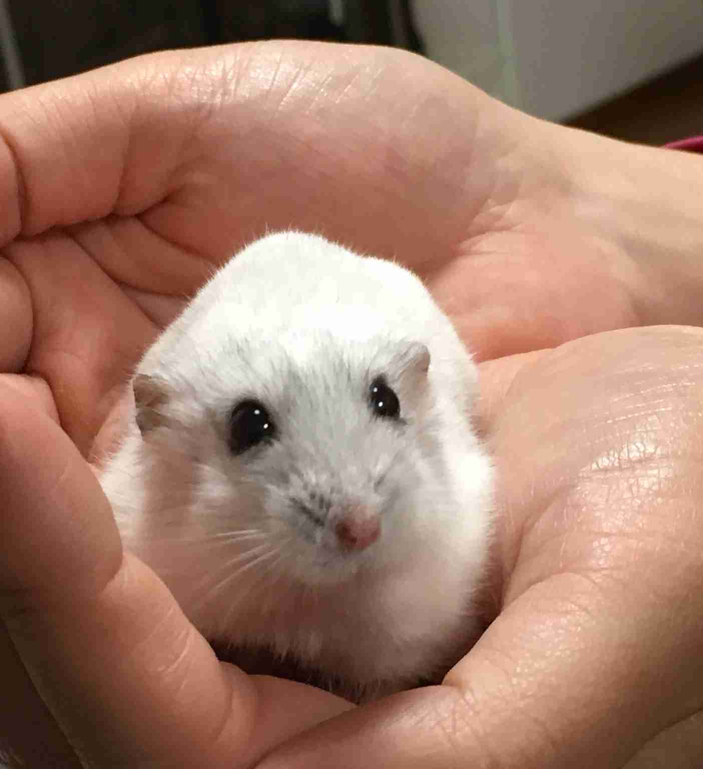 色々なハムスターが見たい