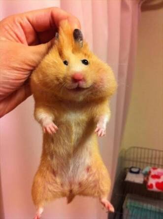 色々なハムスターが見たい