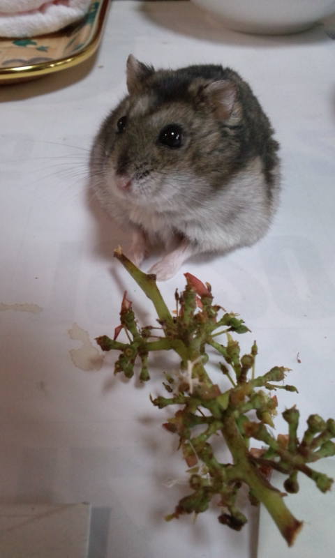 色々なハムスターが見たい