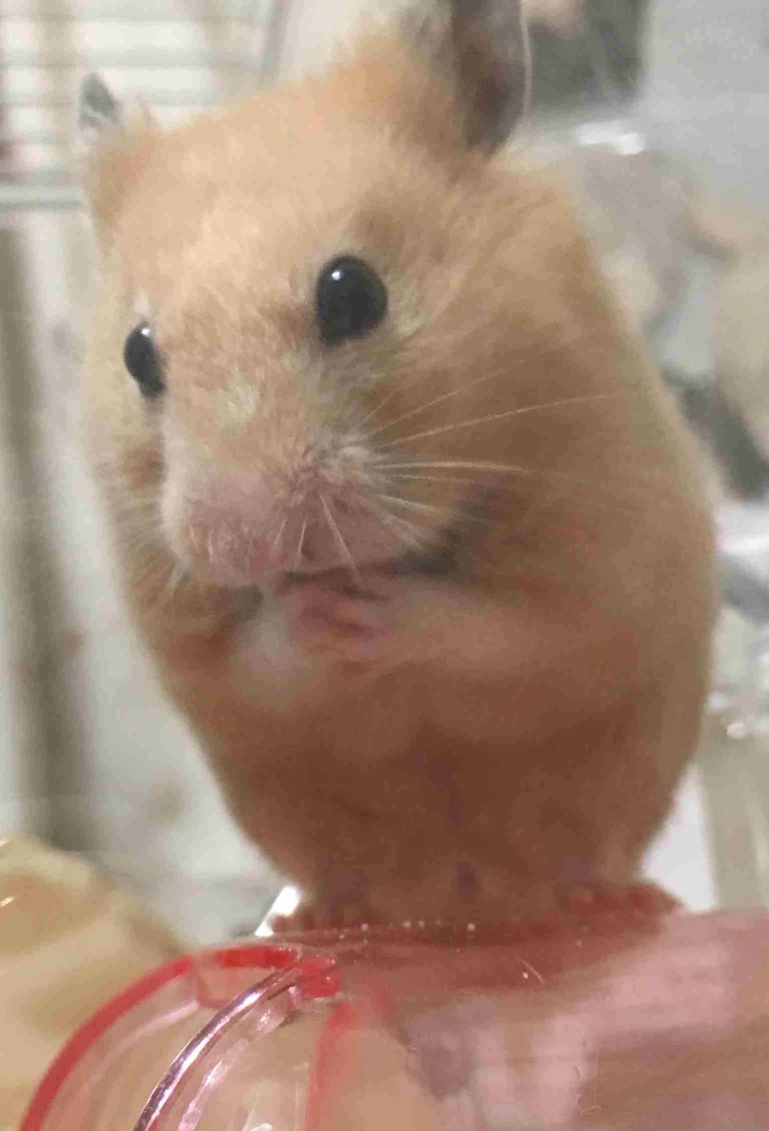 色々なハムスターが見たい