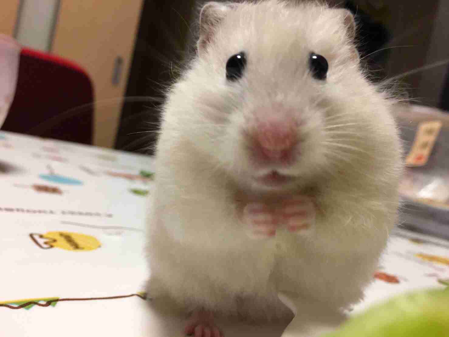 色々なハムスターが見たい