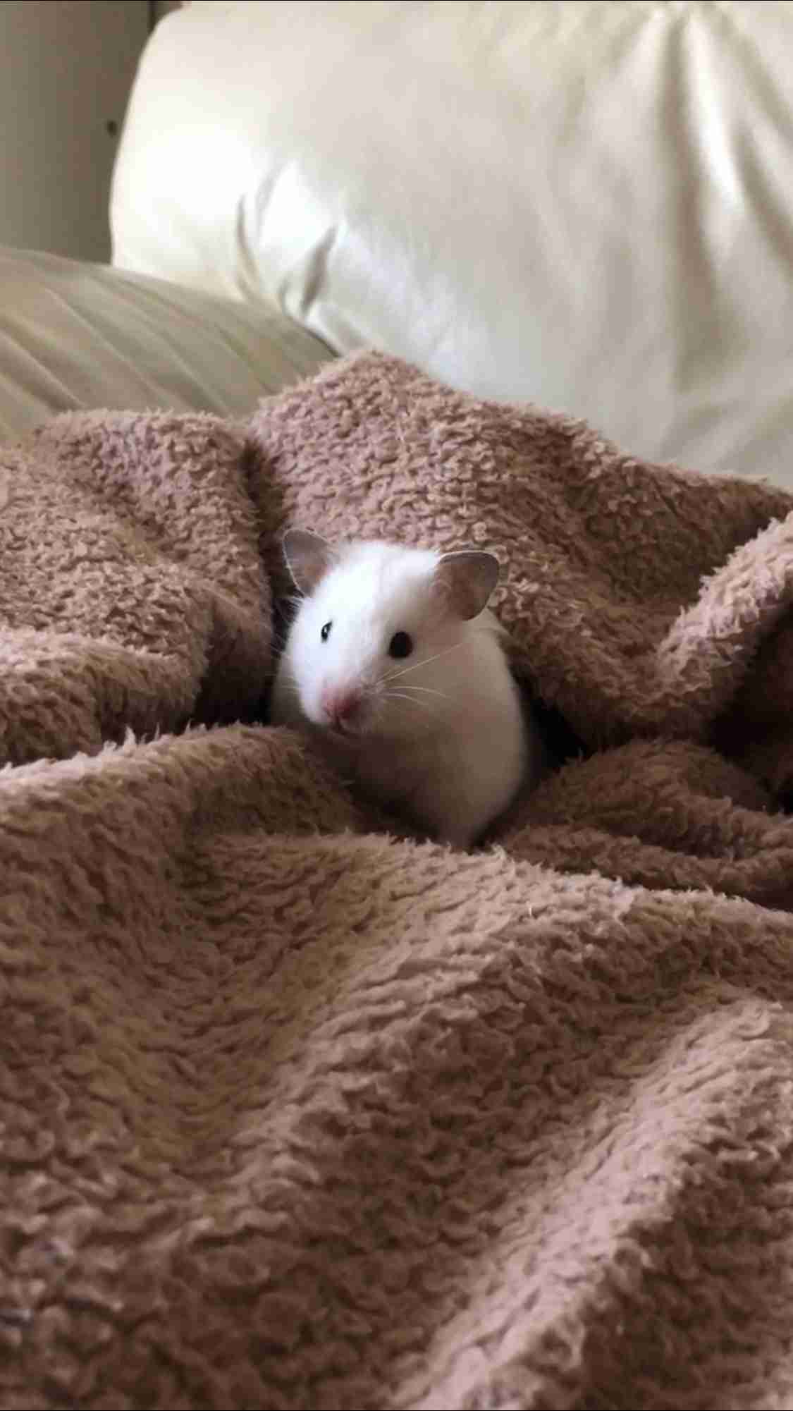 色々なハムスターが見たい