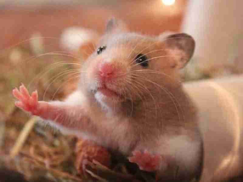 色々なハムスターが見たい