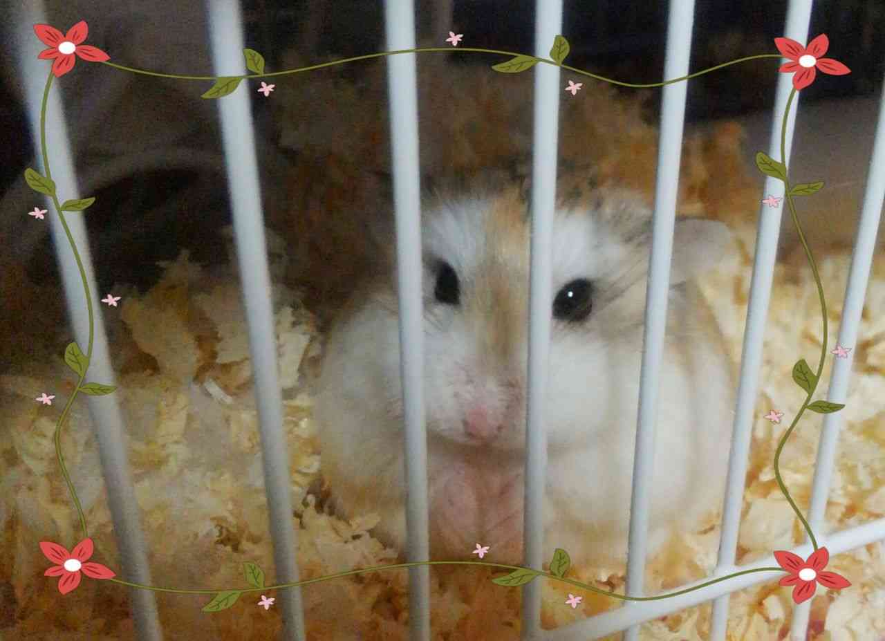 色々なハムスターが見たい