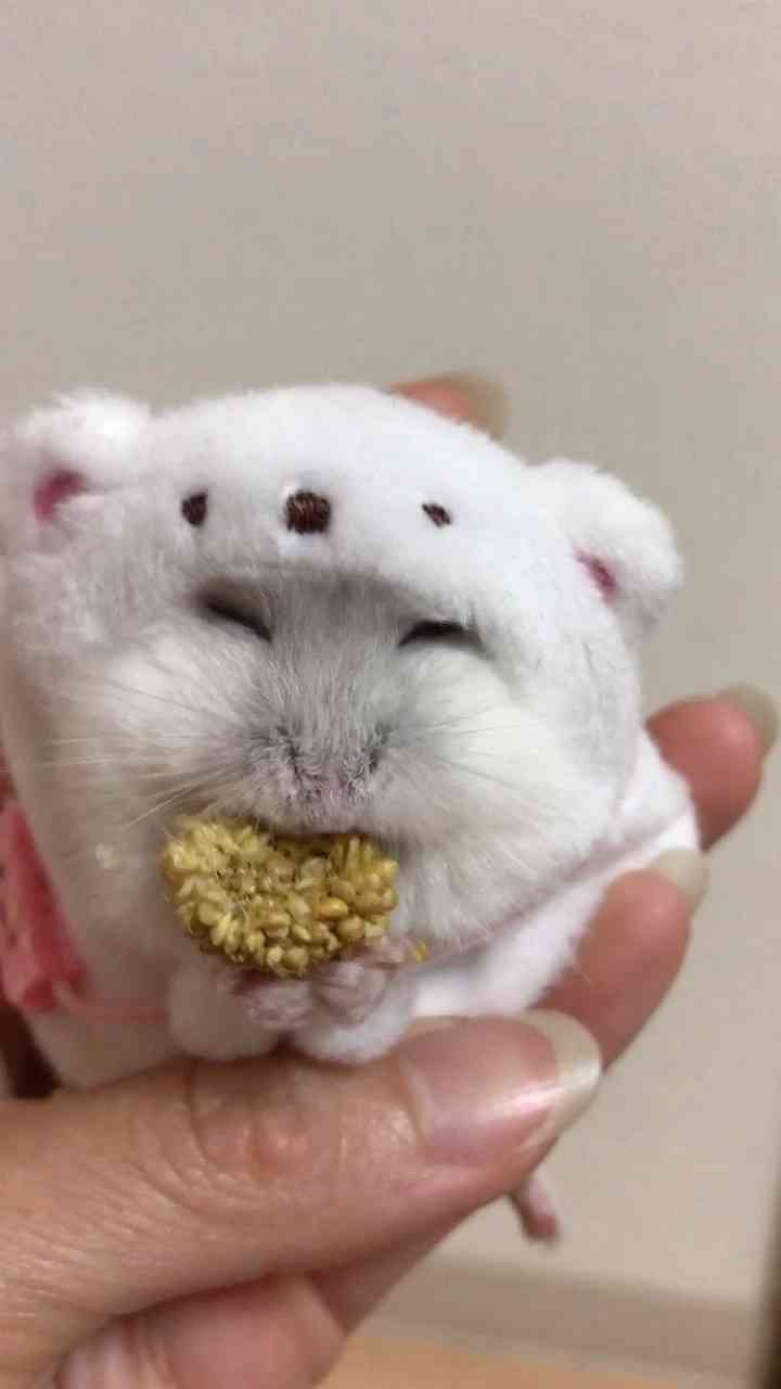 色々なハムスターが見たい