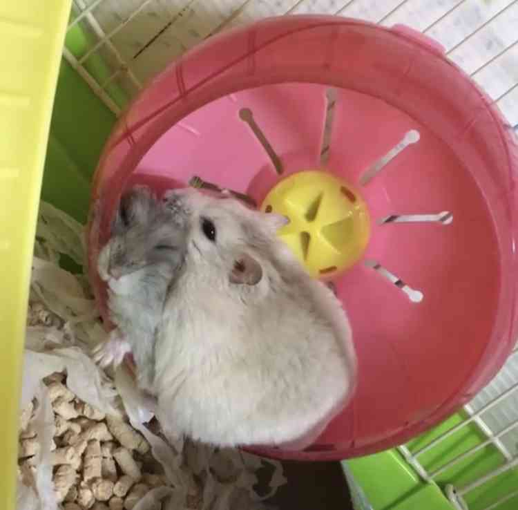 色々なハムスターが見たい