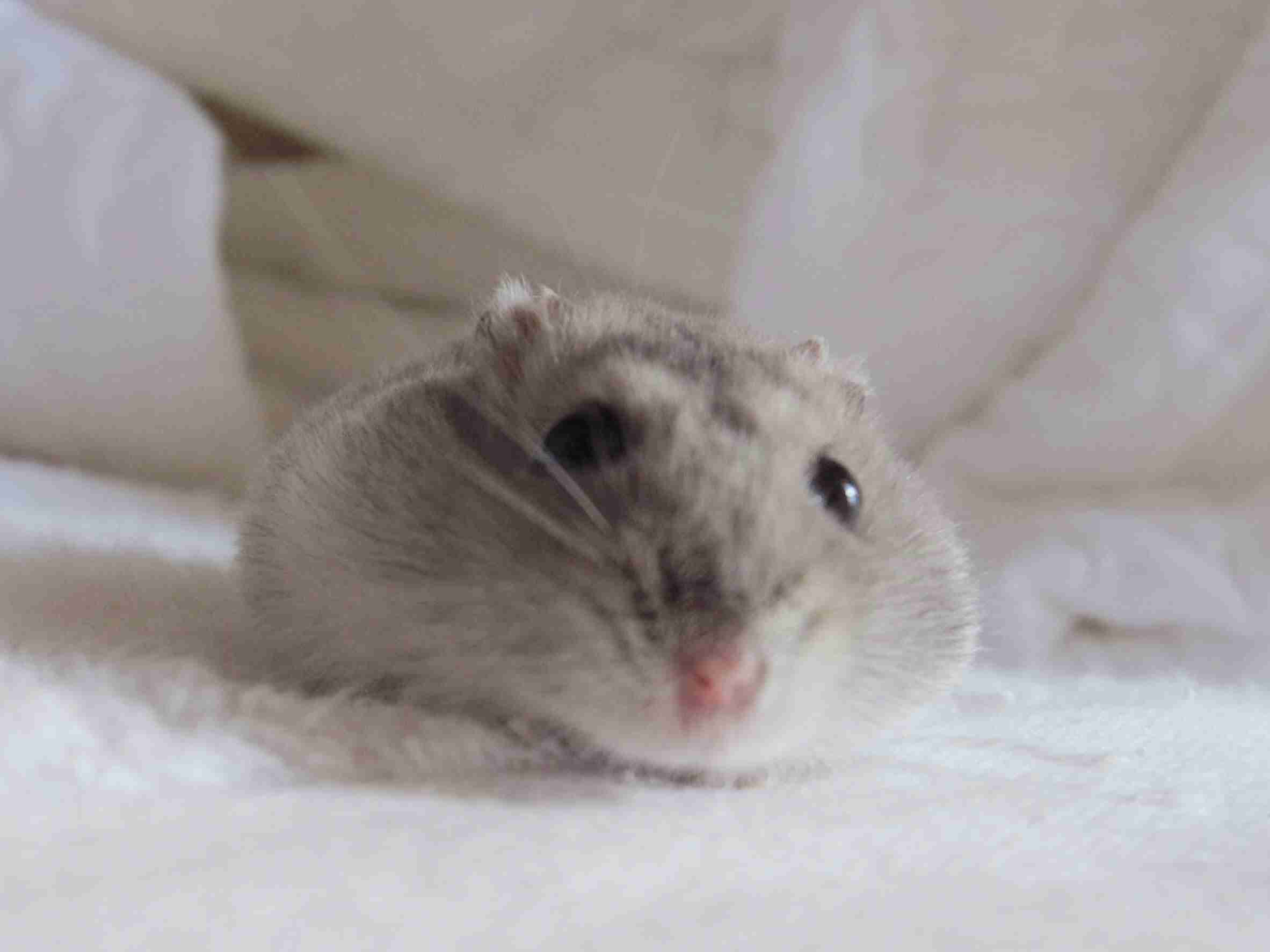 色々なハムスターが見たい