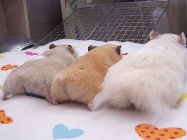 色々なハムスターが見たい