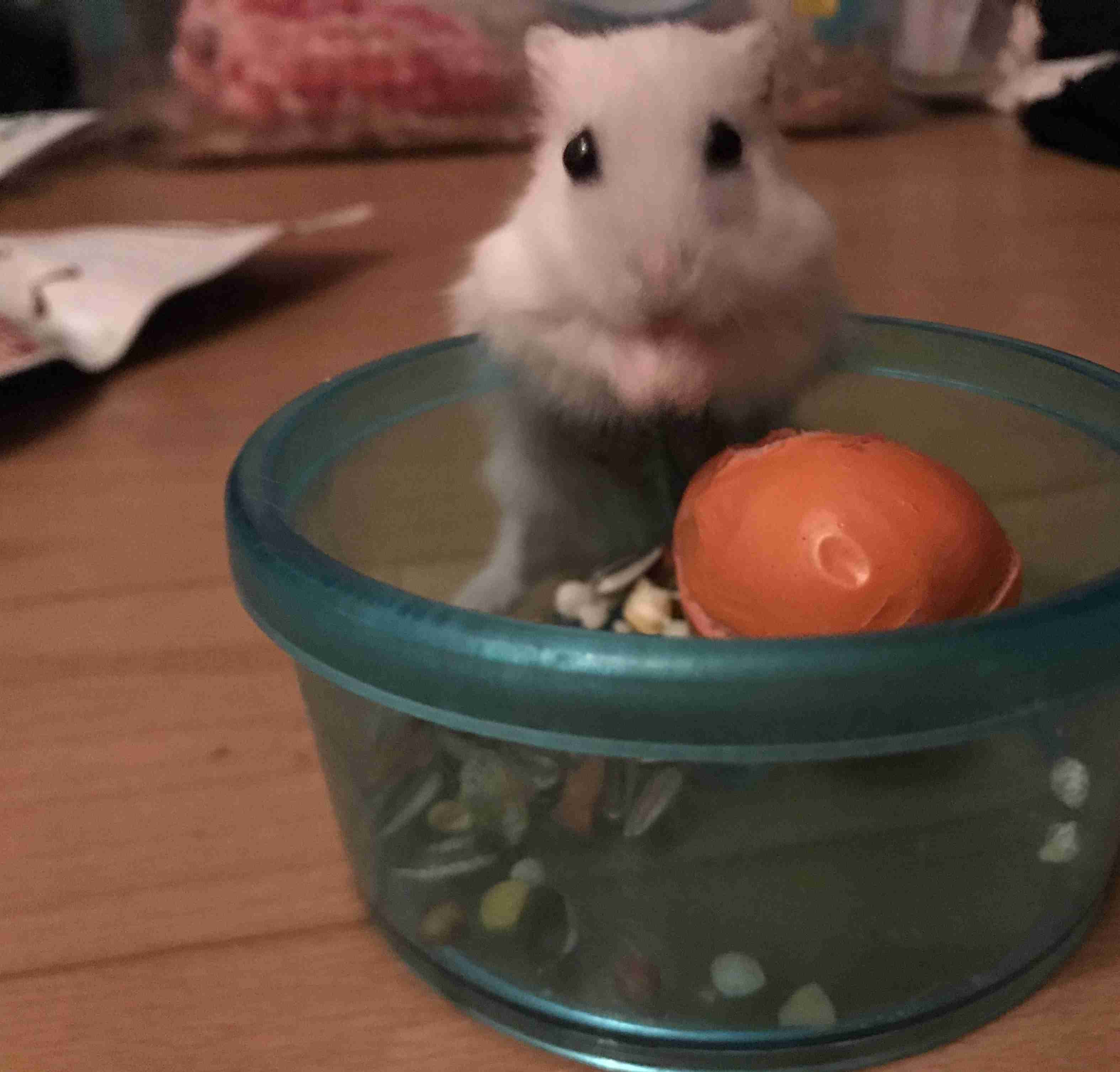 色々なハムスターが見たい