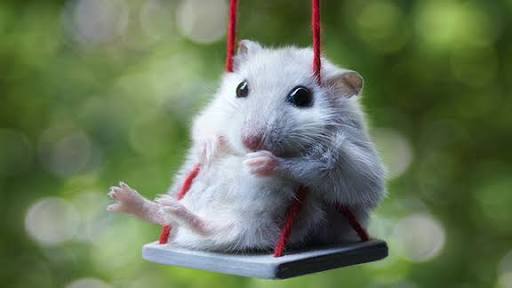 色々なハムスターが見たい