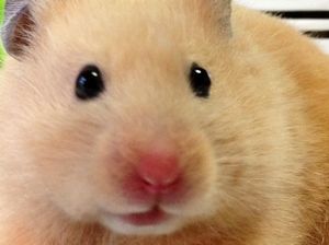 色々なハムスターが見たい