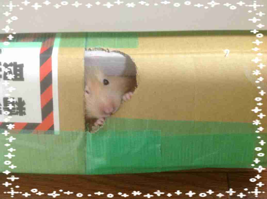色々なハムスターが見たい