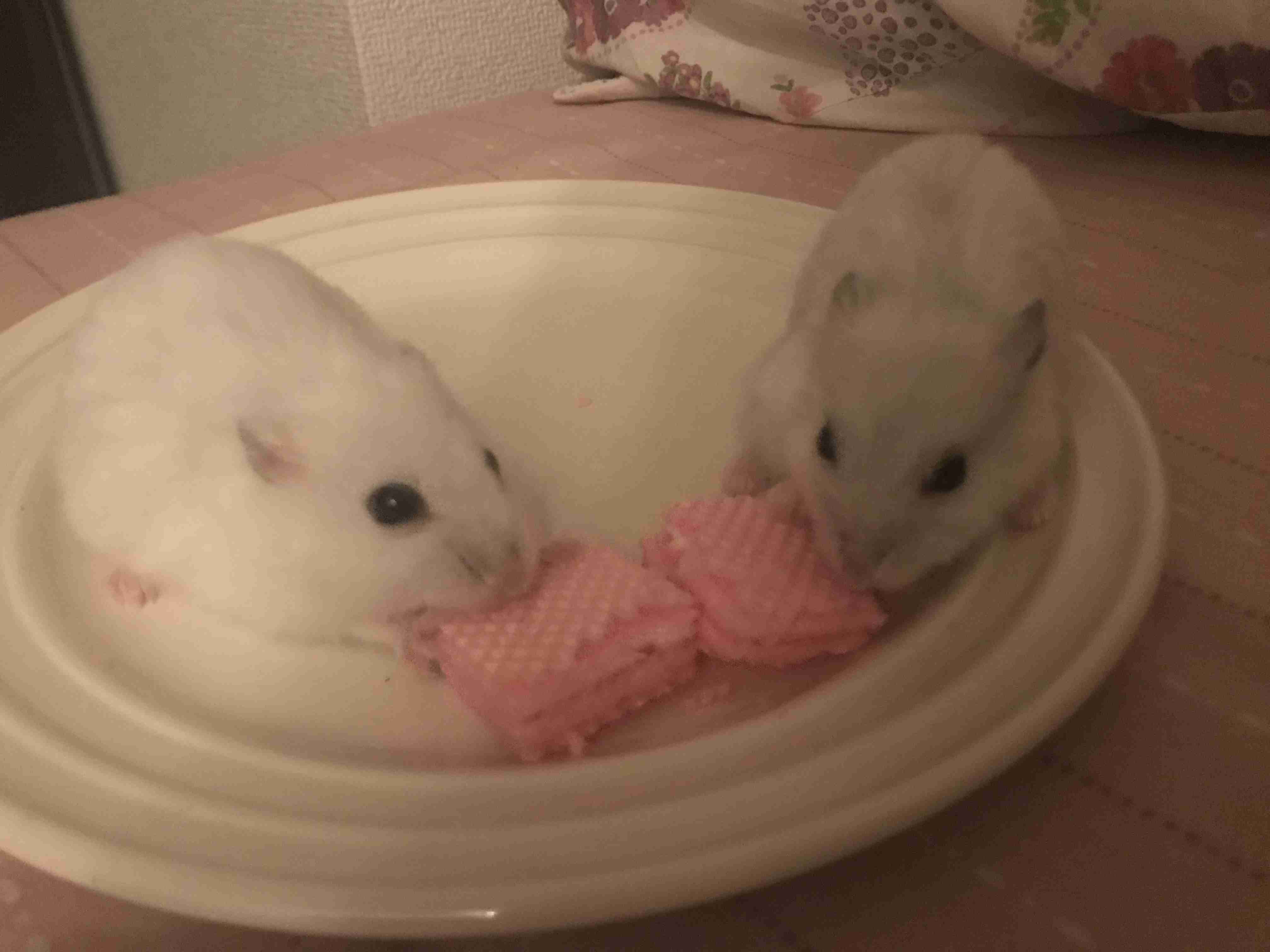 色々なハムスターが見たい