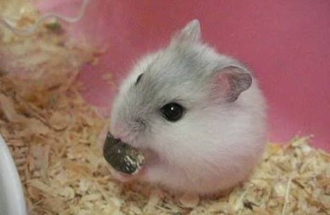 色々なハムスターが見たい