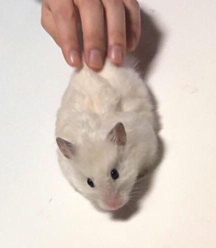 色々なハムスターが見たい