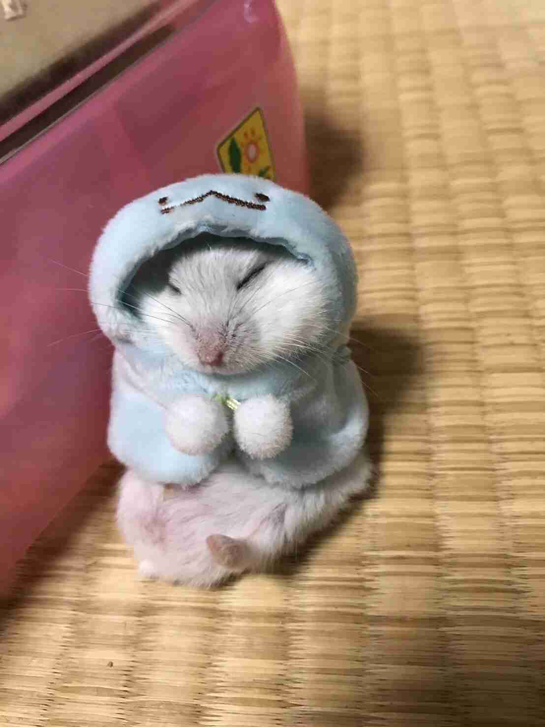 色々なハムスターが見たい