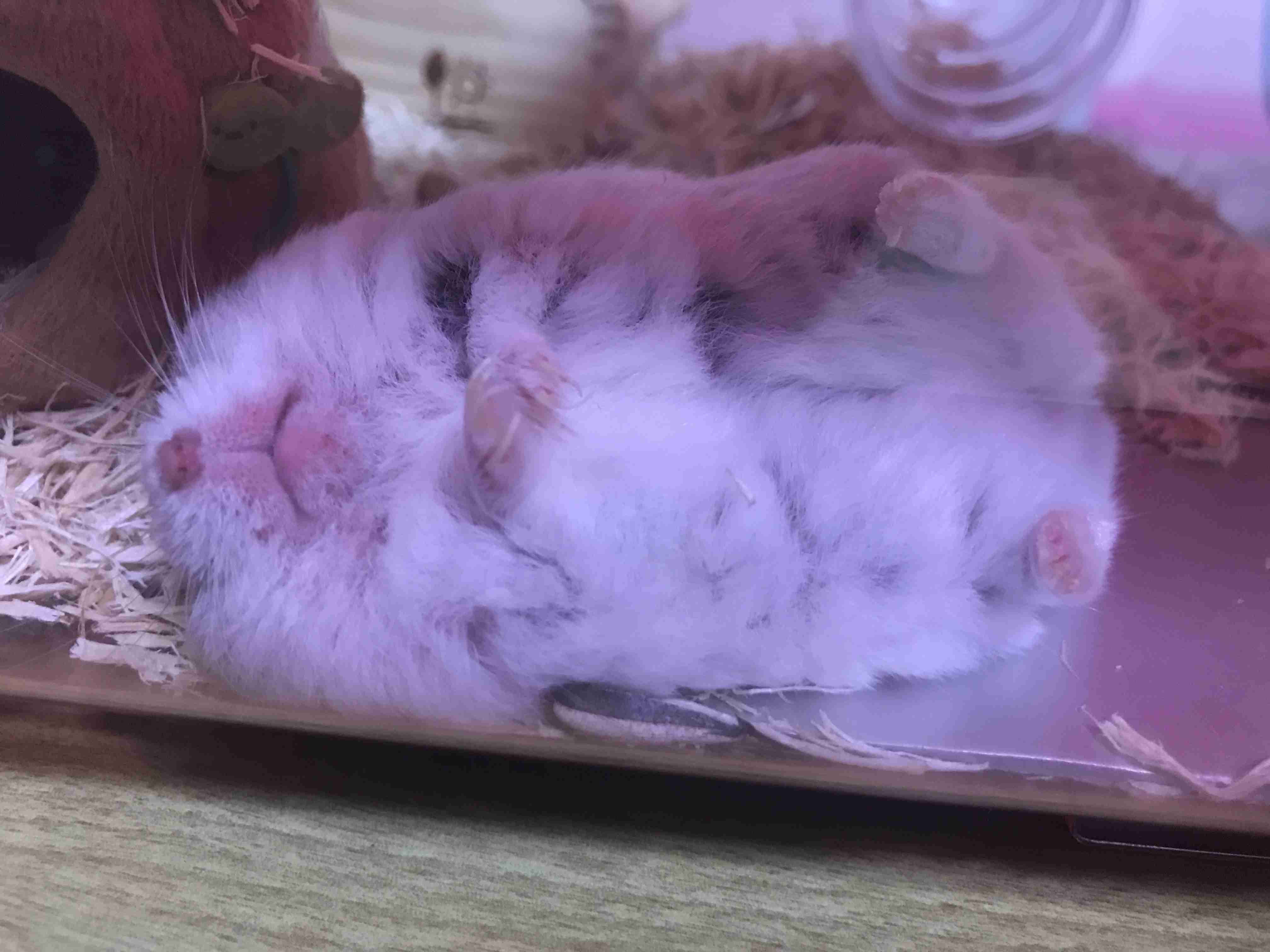 色々なハムスターが見たい