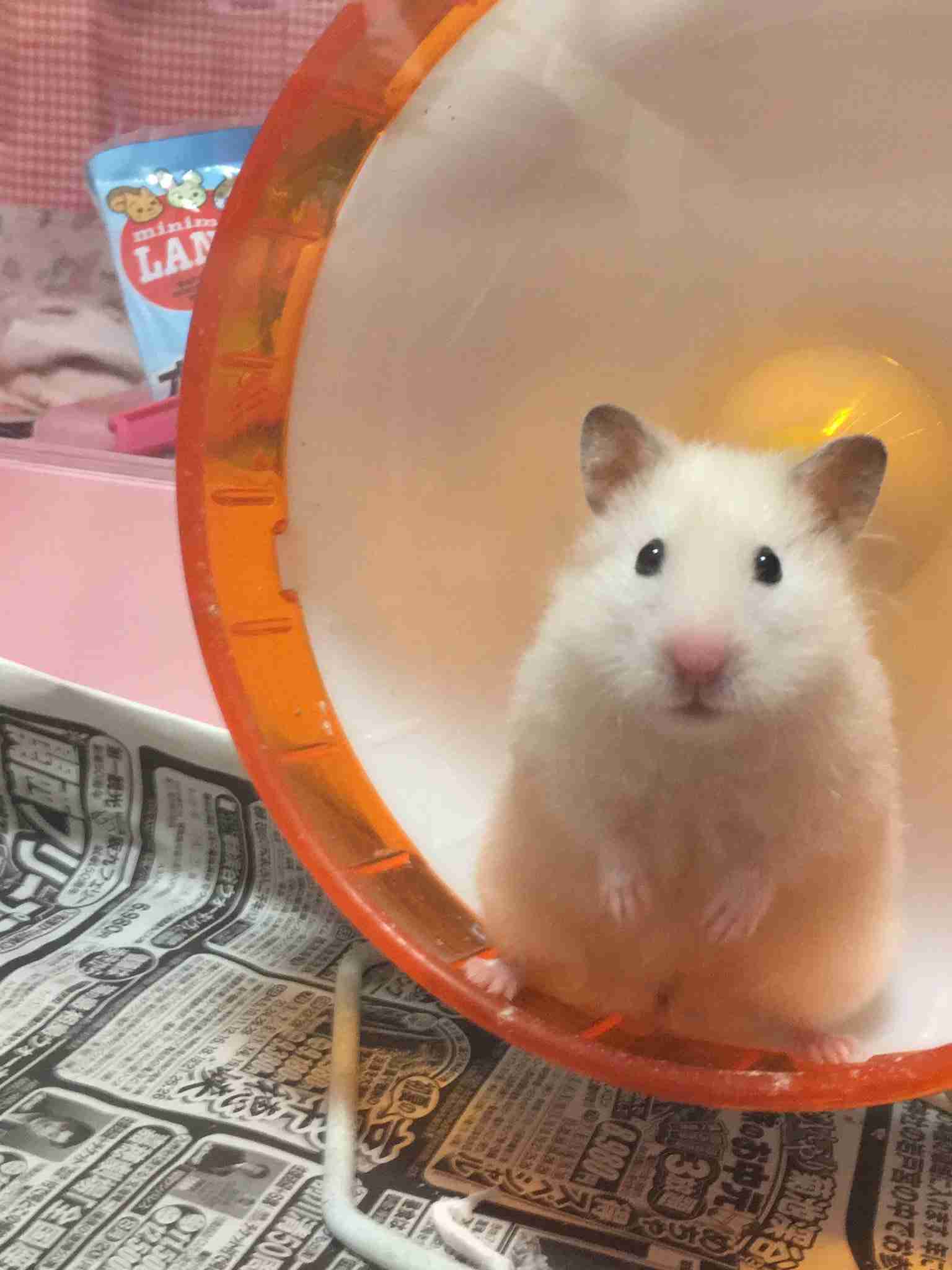 色々なハムスターが見たい